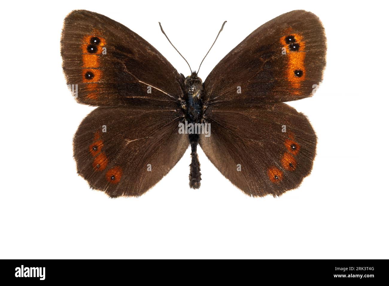 Scotch Argus; zomererebia, Erebia aethiops Stock Photo - Alamy