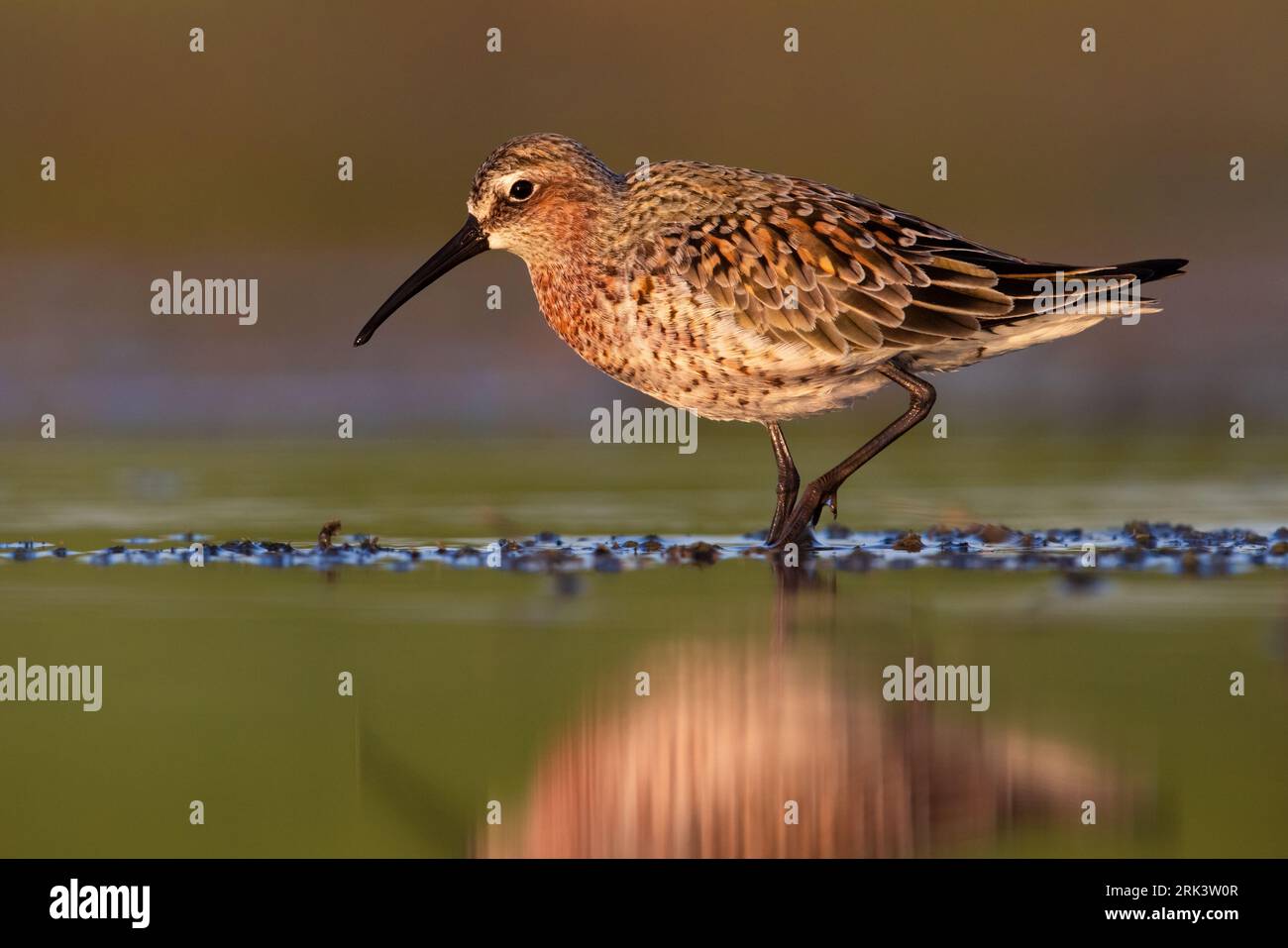 Curlew Sandpiper, Calidris ferruginea, standing in shallow water in Italy. Stock Photo