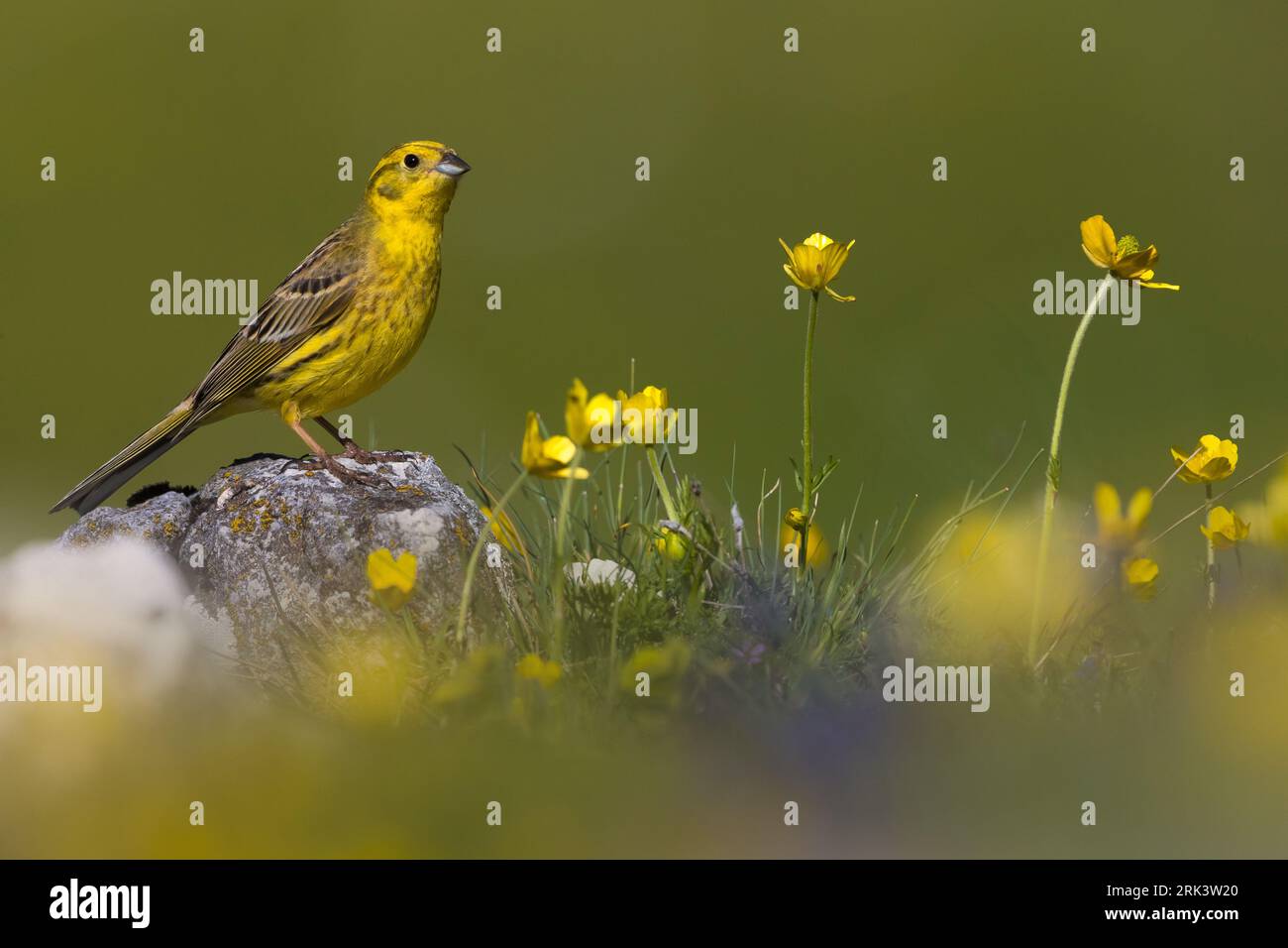 Male Yellowhammer (Emberiza citrinella) perched on a rock in Italy. Stock Photo