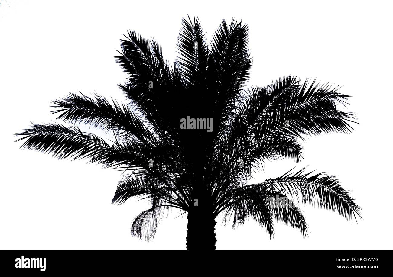 Palm tree black silhouette isolated over white background Stock Photo ...