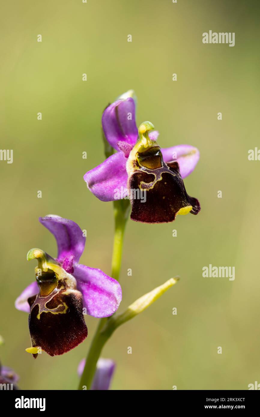 Late spider orchid, hommelorchis, Ophrys holoserica Stock Photo