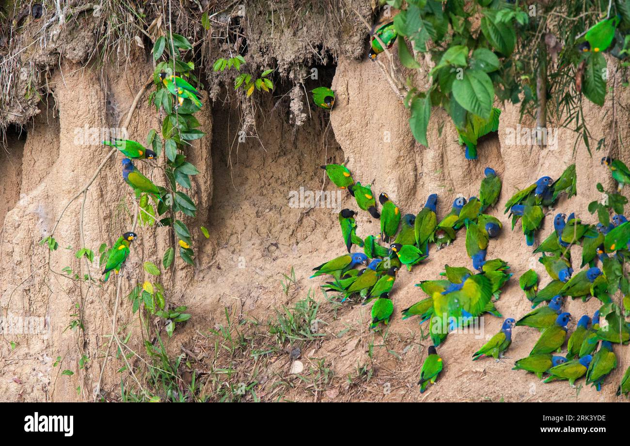 Blue-headed Parrots (Pionus menstruus) at a clay-lick in Manu national