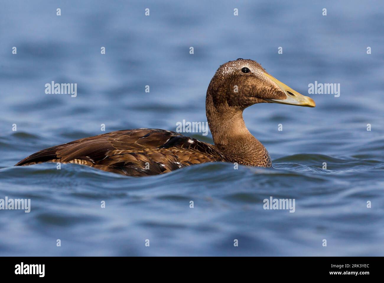 Jong mannetje Eider; Young male Common Eider Stock Photo