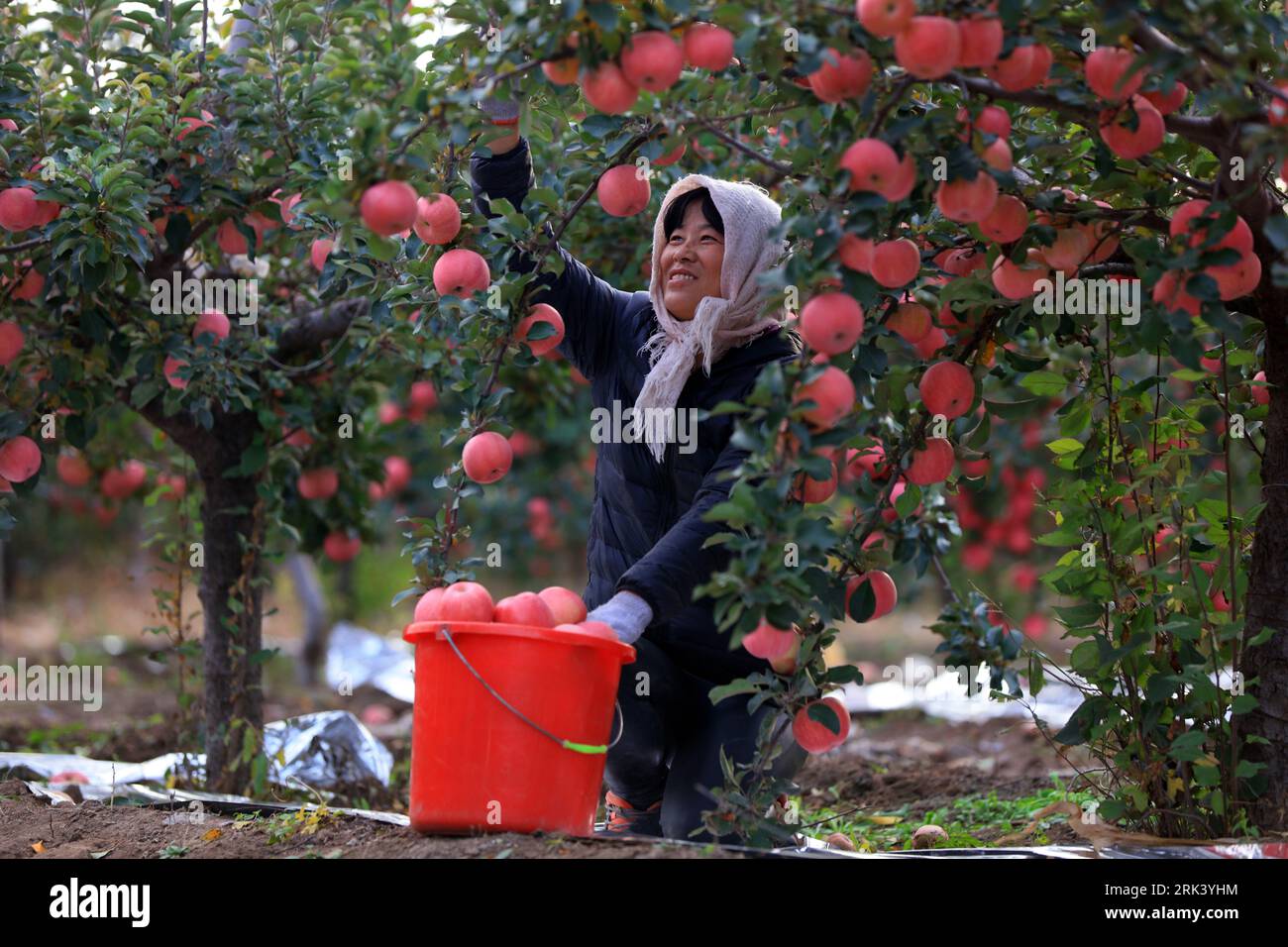 LUANNAN COUNTY, China - October 28, 2018: Farmers are picking ripe red Fuji apples in the orchard, LUANNAN COUNTY, Hebei Province, China Stock Photo