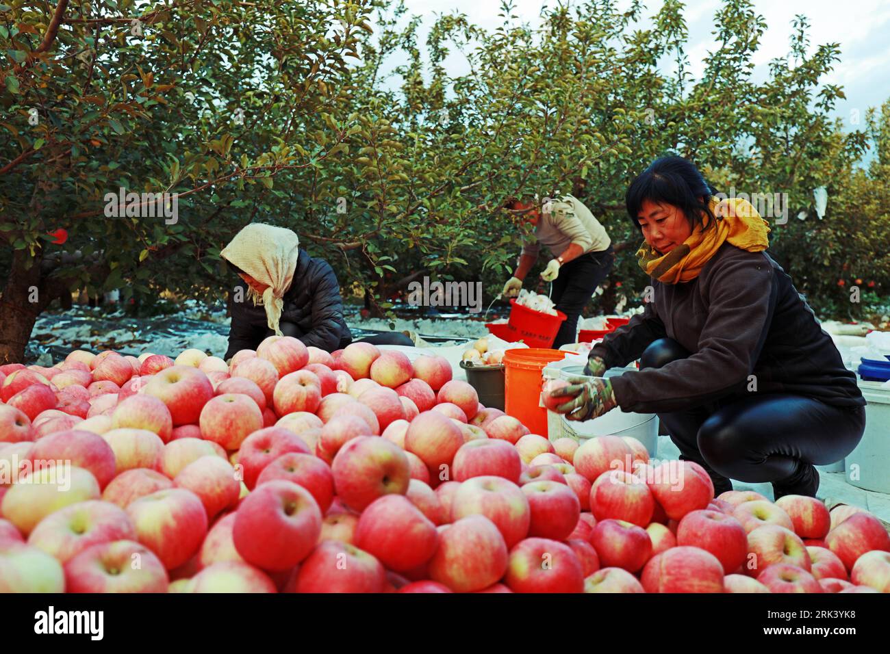 LUANNAN COUNTY, China - October 28, 2018: Farmers are grading Red Fuji apples in the orchard, LUANNAN COUNTY, Hebei Province, China Stock Photo