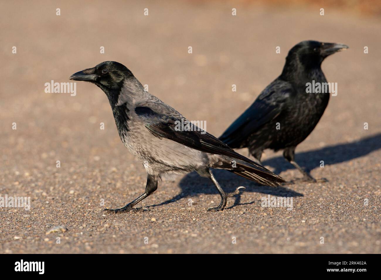 Hybrid Carrion x Hooded Crow in Germany. Stock Photo