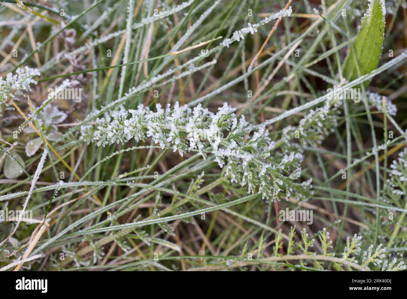 Schafgarbe, Gewöhnliche Schafgarbe, Wiesen-Schafgarbe, Schafgabe, Achillea millefolium, yarrow, Common Yarrow, Achillée millefeuille, la Millefeuille, Stock Photo