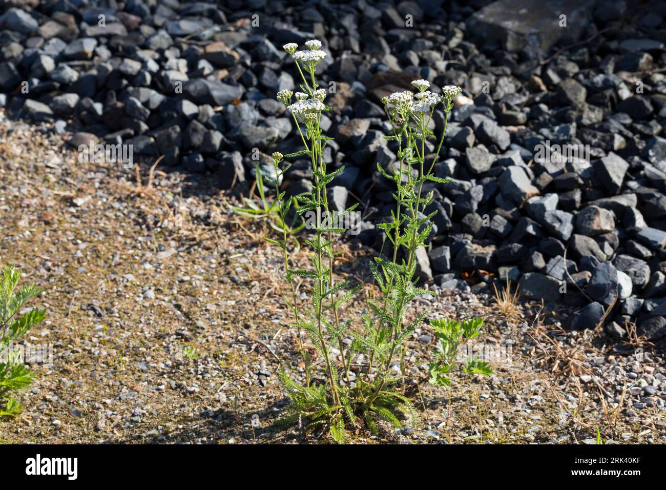 Schafgarbe, Gewöhnliche Schafgarbe, an Bahngleiß, Bahngleisen, Bahngleis, Wiesen-Schafgarbe, Schafgabe, Achillea millefolium, yarrow, Common Yarrow, A Stock Photo