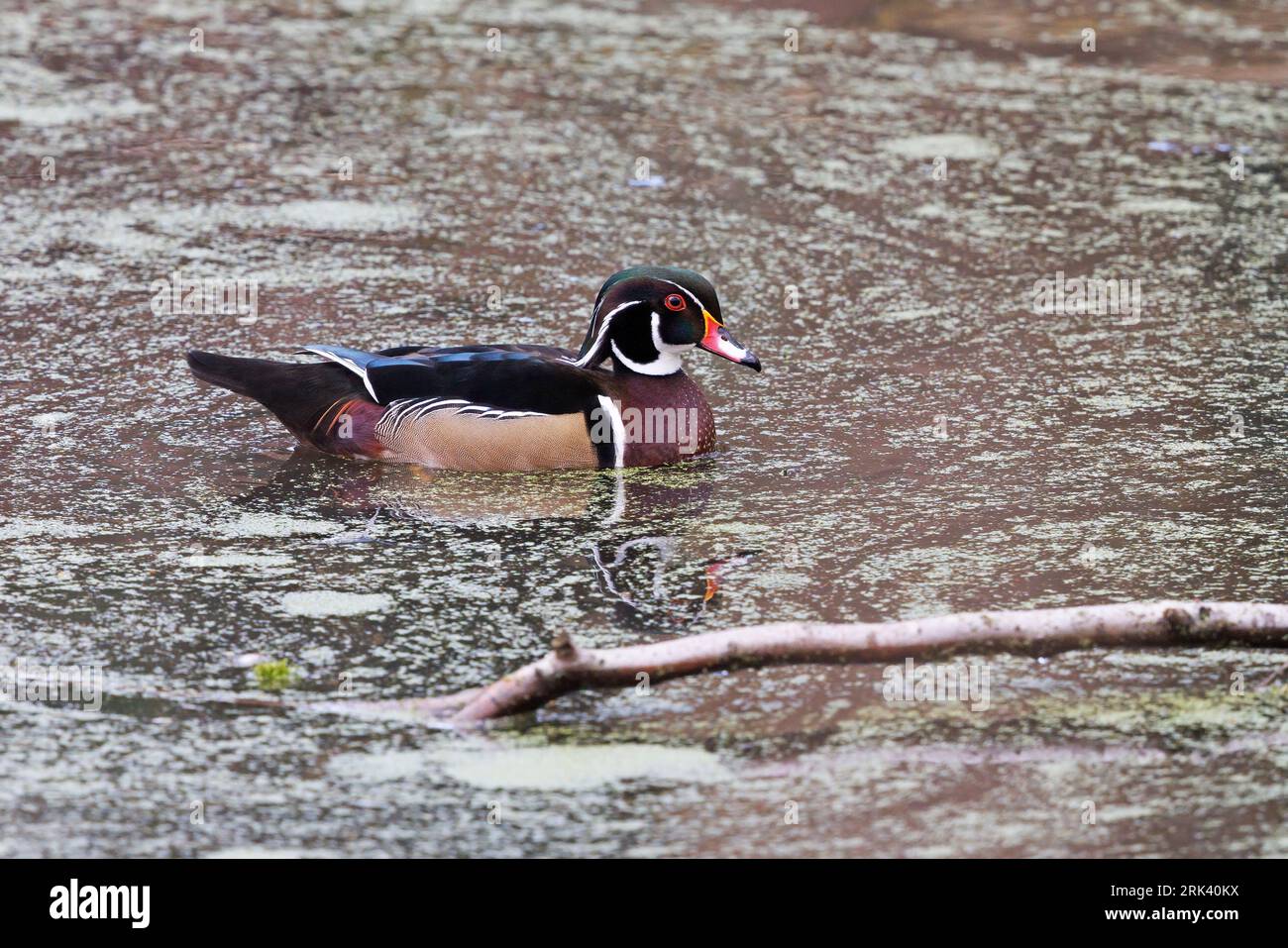 Wood duck, Parc d'Osseghem, Bruxelles, Belgium, February 2022 Stock ...