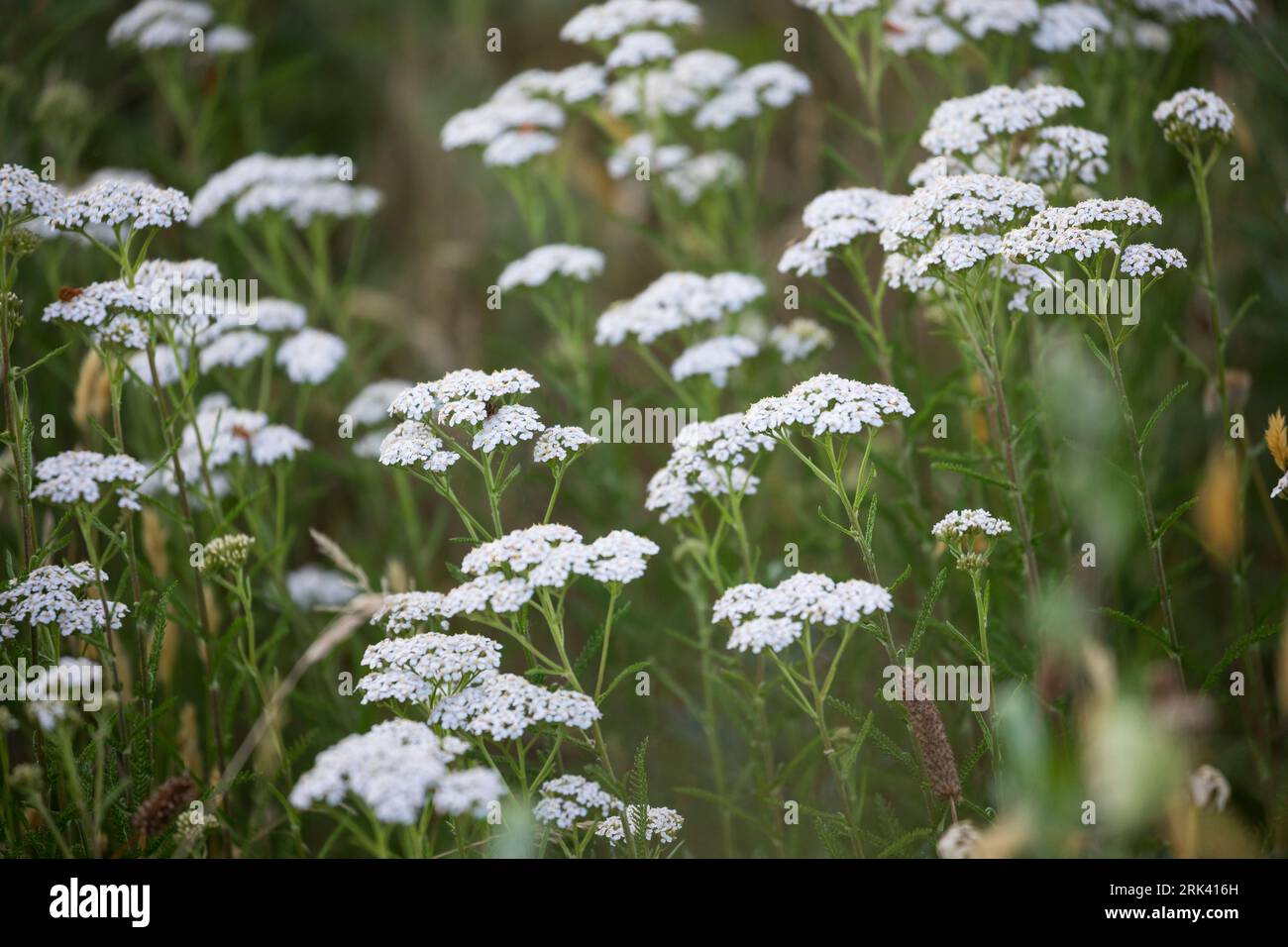 Achillée millefeuille (plant)