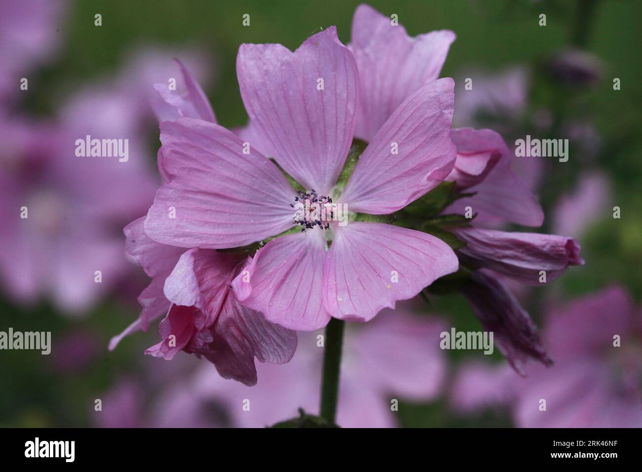 Doosvrucht hi-res stock photography and images - Alamy, image size:1300x956