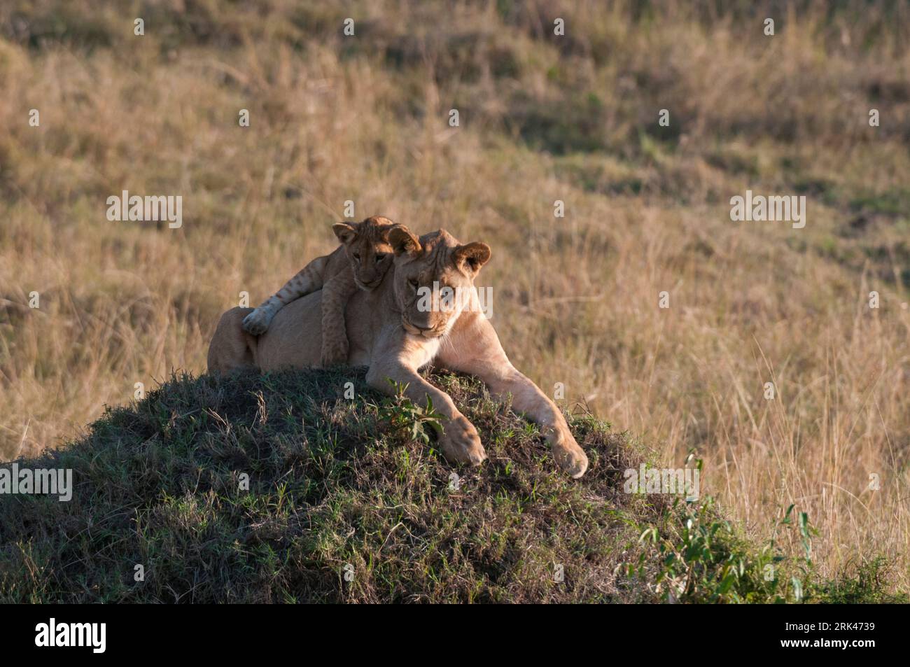 Playful lioness panthera leo hi-res stock photography and images - Alamy