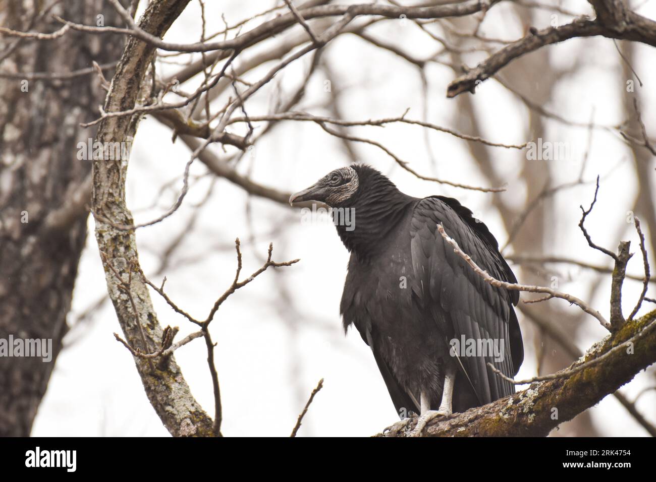 a vulture resting on a branch right before taking flight Stock Photo
