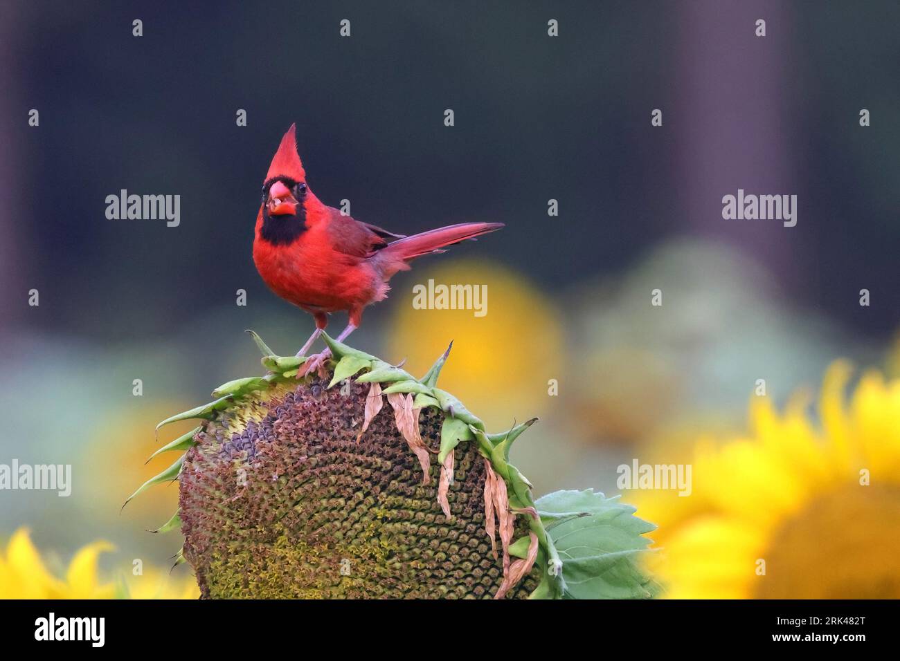 Bird blooms hi-res stock photography and images - Page 15 - Alamy