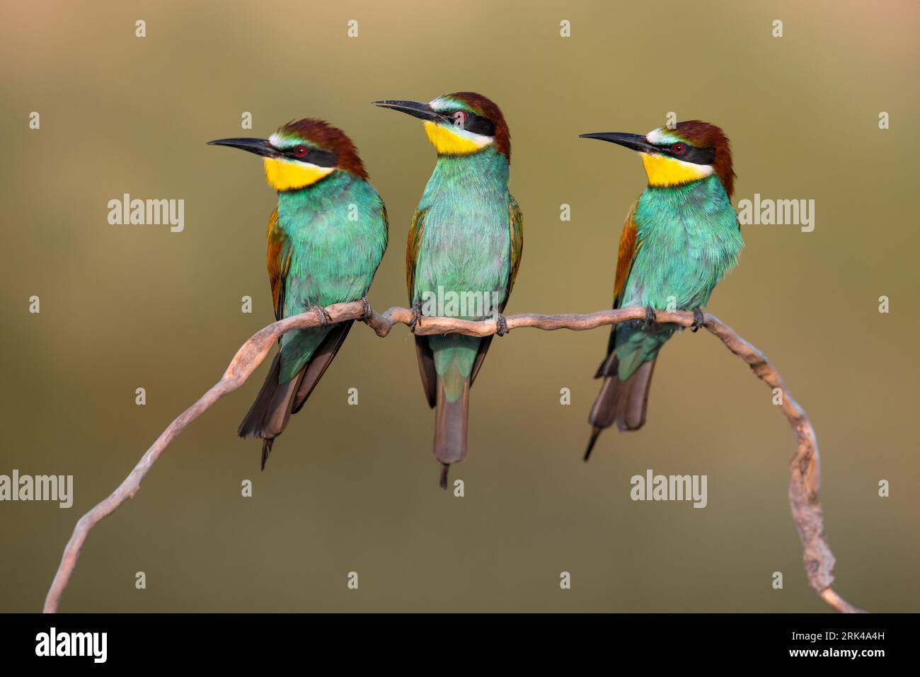European Bee-eater, Merops apiaster, in Italy. Three bee-eaters together, sitting on a branch. Stock Photo