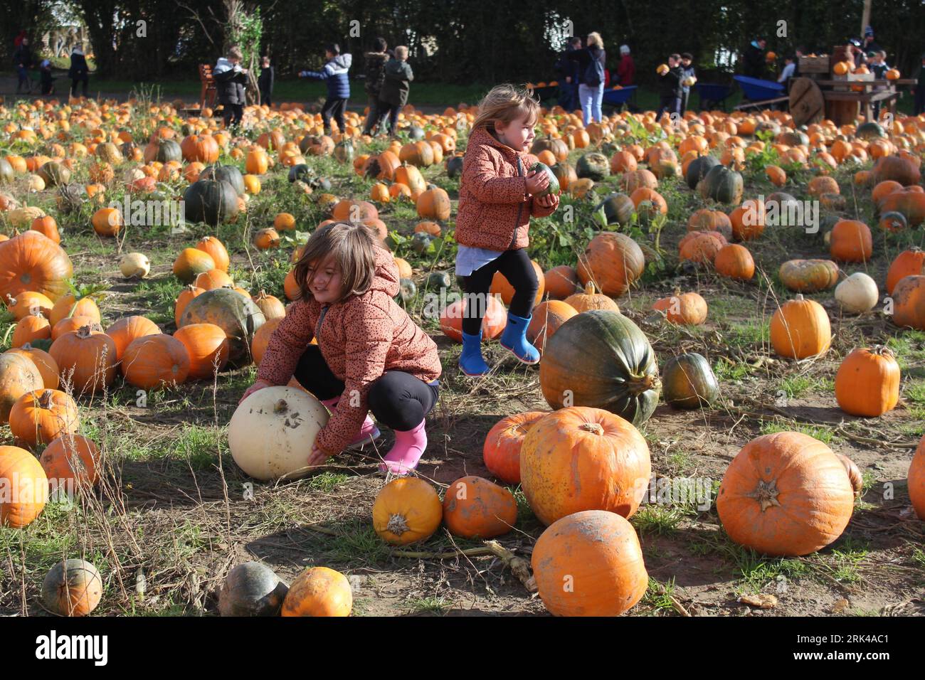 Children pumpkin picking during the fall season Stock Photo