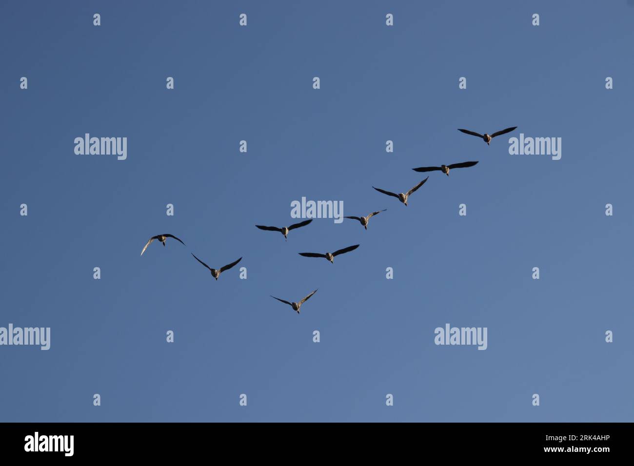 A mesmerizing view of a flock of birds soaring in the clear blue sky