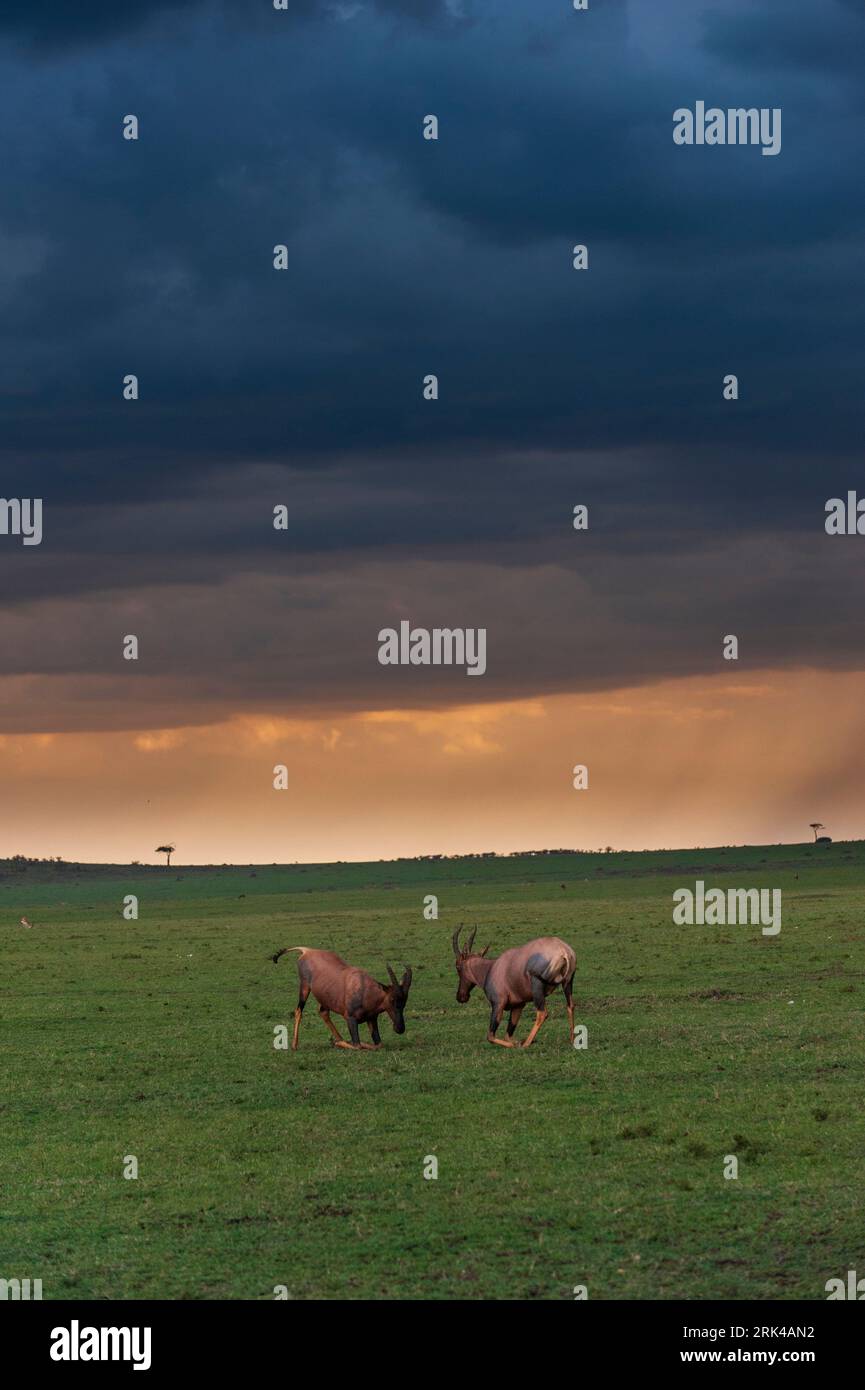 Two Topis Topis in maasai mara hi-res stock photography and images - Alamy