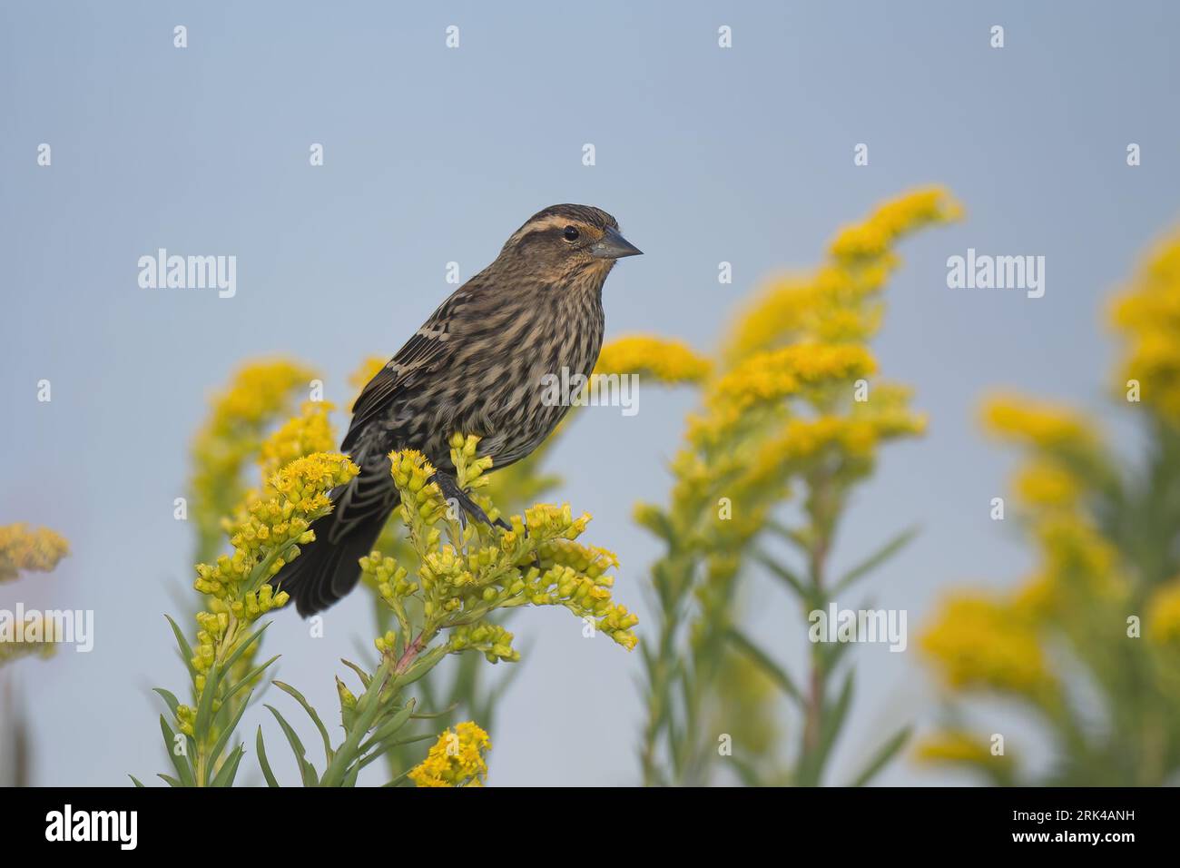 Adult female Redwinged Blackbird (Agelaius phoeniceus) side view of