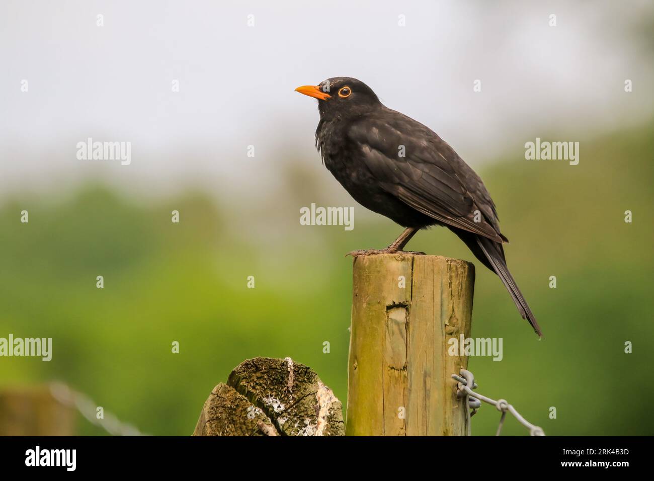 A black bird perched atop a post surrounded by a barbed wire fence in a rural environment Stock Photo