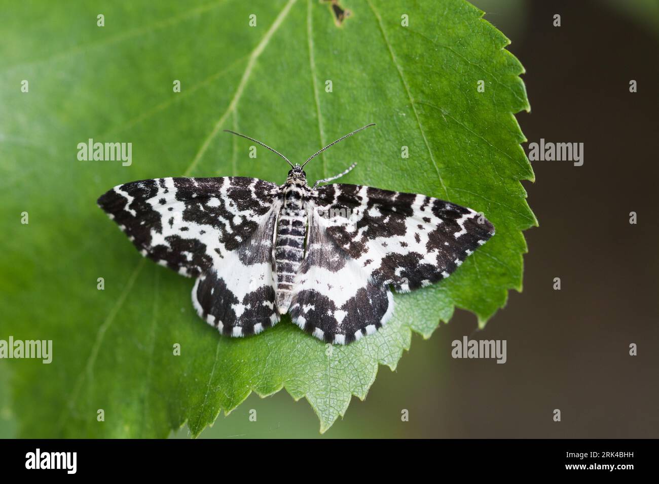 Rheumaptera hastata - Argent and sable - Großer Speerspanner, Russia (Baikal), imago Stock Photo