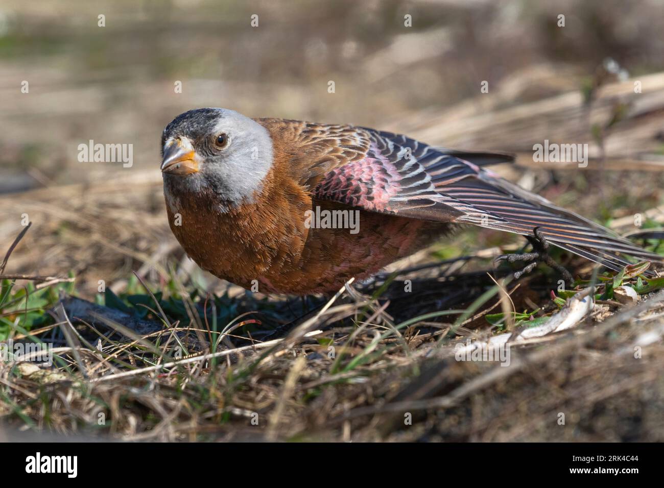 A Gray-crowned Rosy-Finch (Leucosticte tephrocotis littoralis) streches its wing along the coast of Iona Island near Vancouver, British Columbia, duri Stock Photo