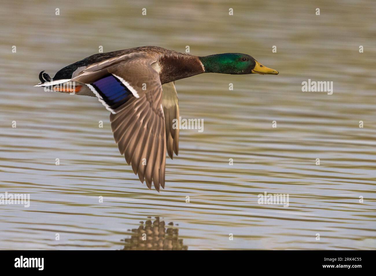 Low flight over natural environment hi res stock photography and images