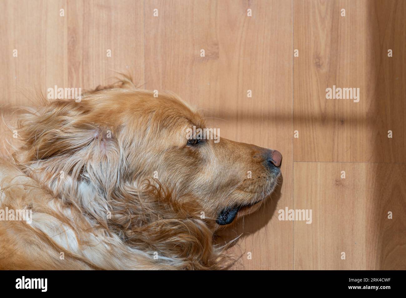An adorable golden retriever puppy laying on a wooden floor Stock Photo ...