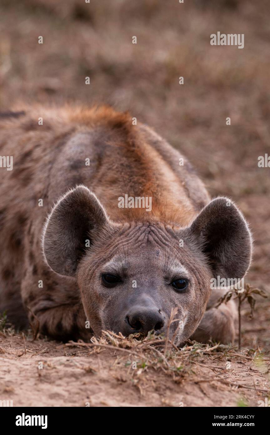 Close up portrait of a spotted hyena, Crocuta crocuta, resting. Masai ...