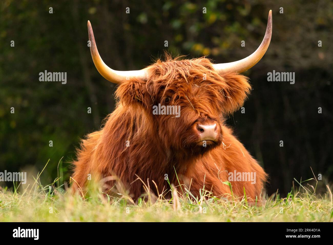 highland cattle colors