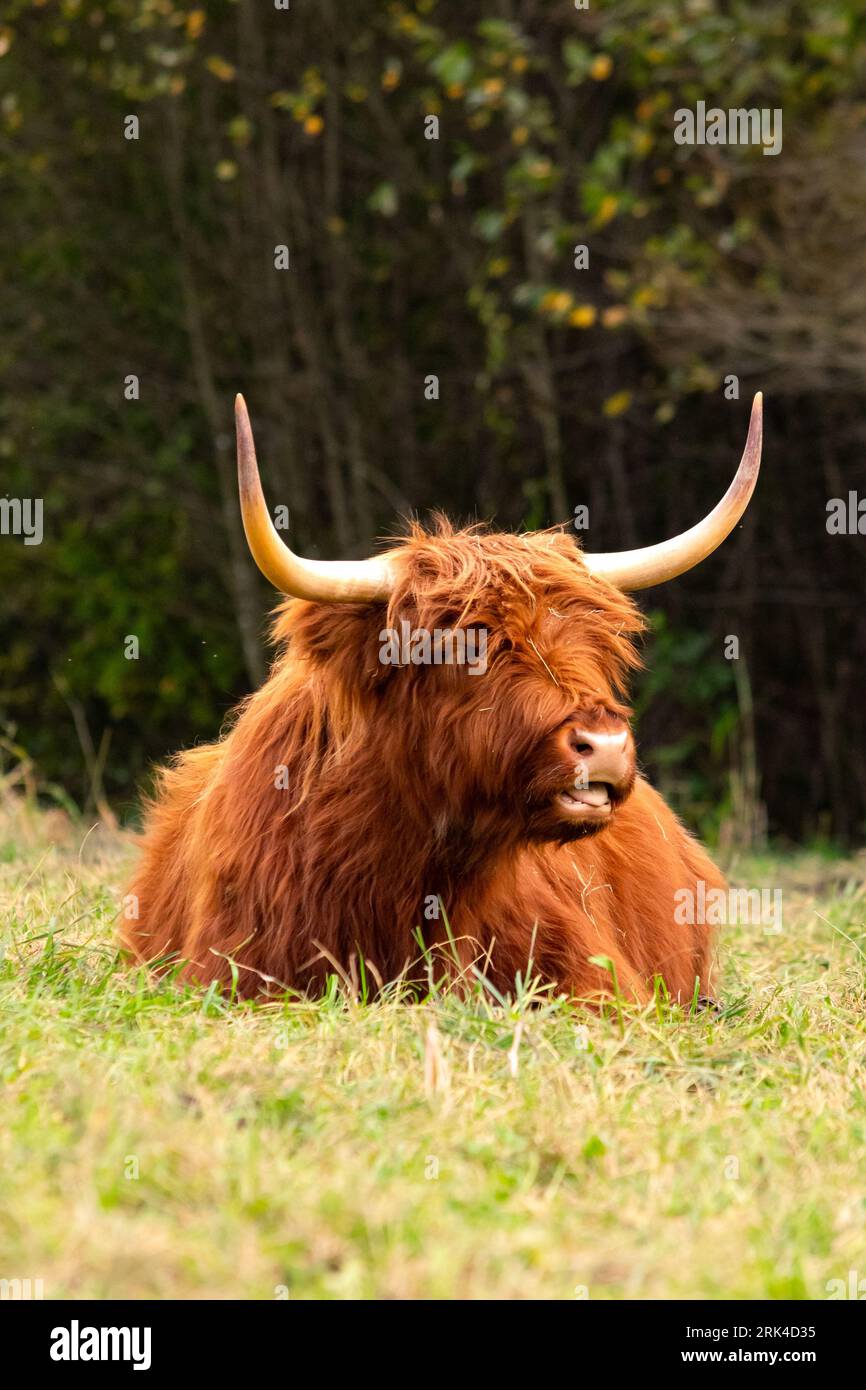 Scottish highland cattle eating in grass in Germany. Red female gaelic cattle with big horns red