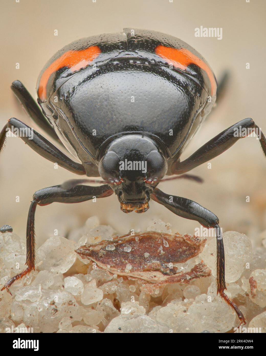 Portrait of a Rove beetle, Orange-spotted Scaphidium (Scaphidium quadrimaculatum) Stock Photo