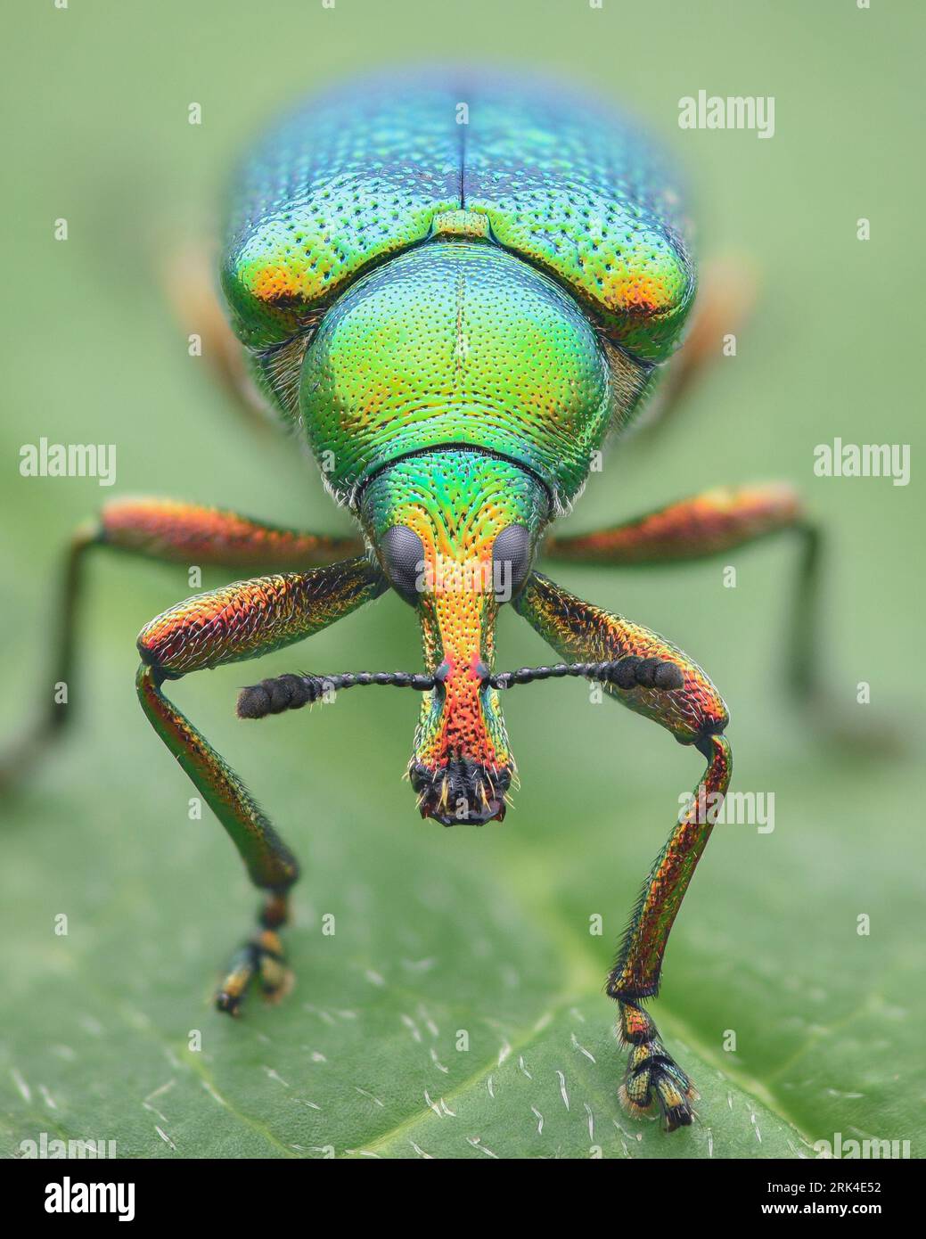 Portrait of a multicolored, iridescent leaf-rolling weevil (a type of beetle) standing on a green leaf (Byctiscus betulae) Stock Photo