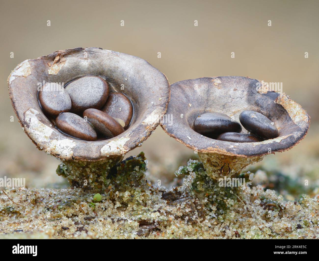 Closeup of a grey fungus that looks like tiny eggfilled birds’ nests