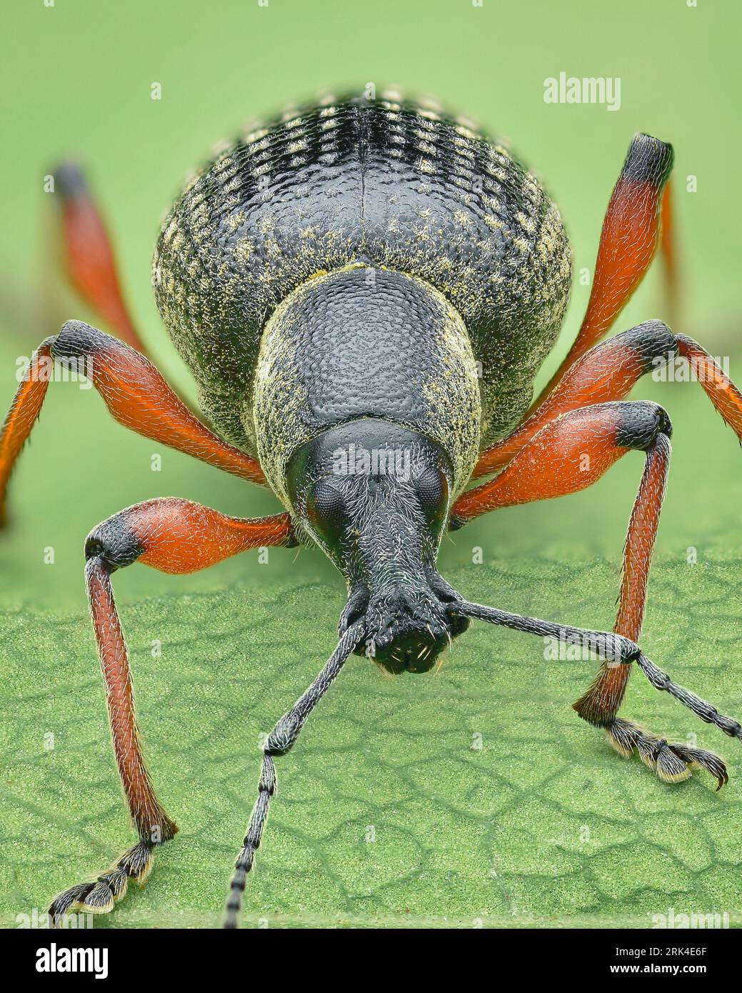 Portrait of a black weevil with orange legs and yellow dust, standing on a green leaf (Otiorhynchus coecus) Stock Photo