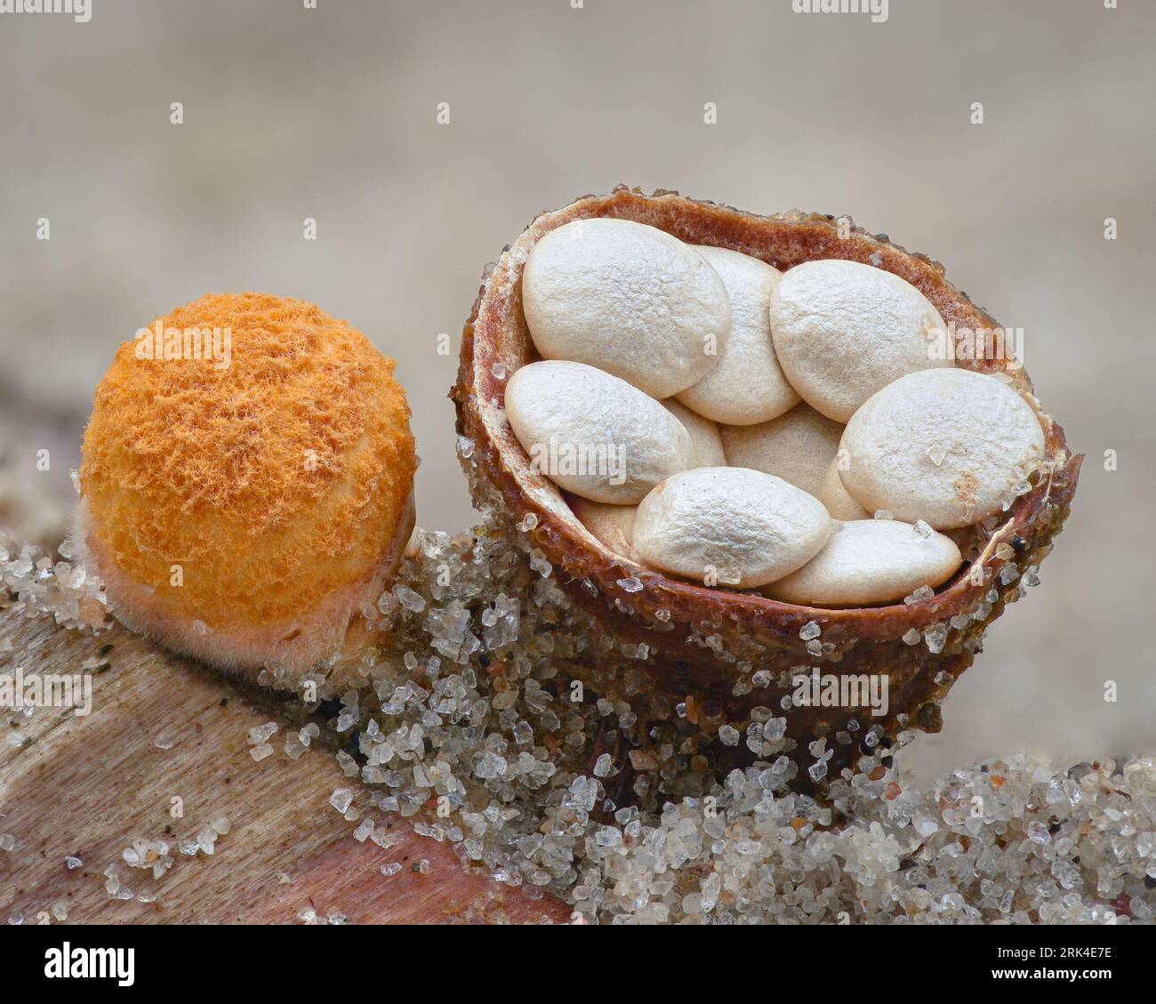 Closeup of a Common bird's nest fungus (Crucibulum laeve Stock Photo Alamy