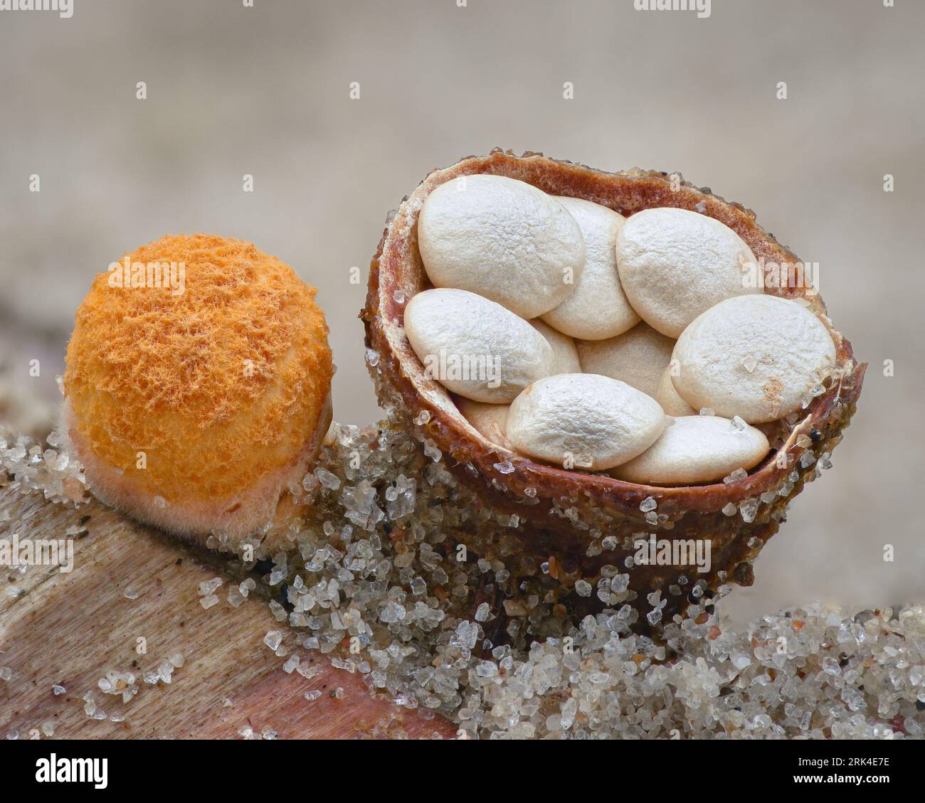 Close-up of an orange fungus that looks like a birds’ nest filled with white disc-shaped eggs (Common bird's nest fungus, Crucibulum laeve) Stock Photo