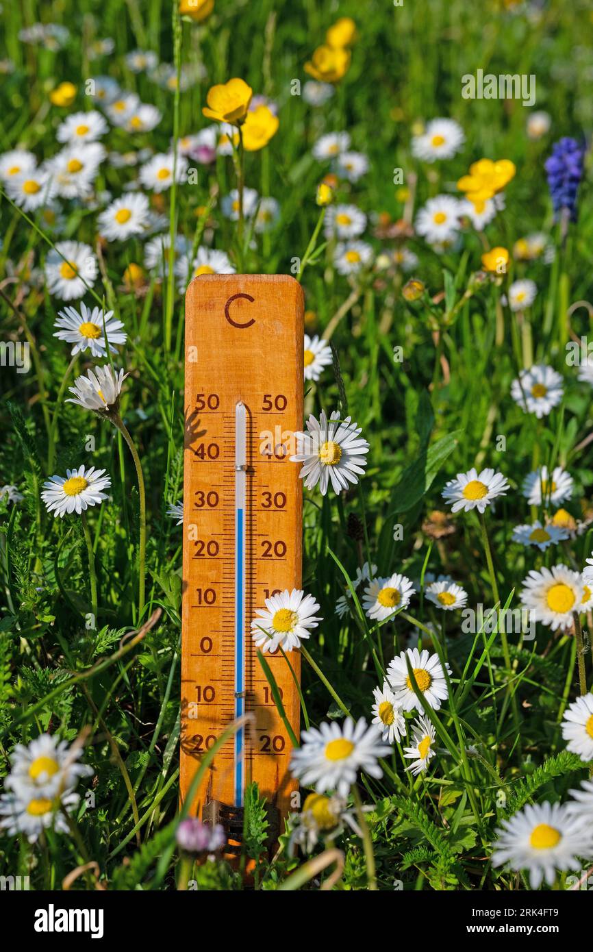 Thermometer on a flower meadow in the summer heat Stock Photo