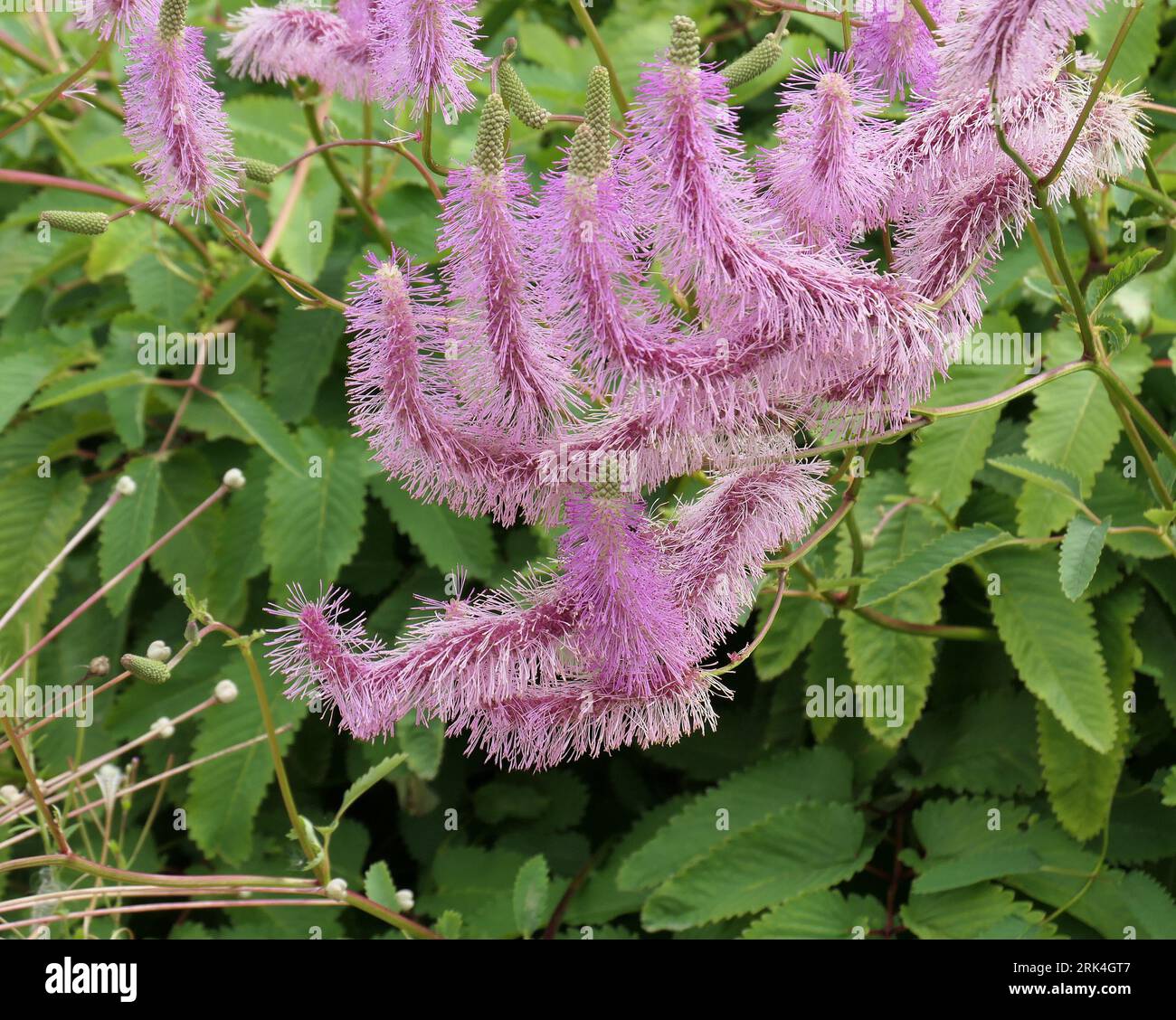 Closeup of the fluffy pink-purple hanging flowers of the summer and autumn herbaceous perennial garden plant sanguisorba hakusanensis lilac squirrel. Stock Photo