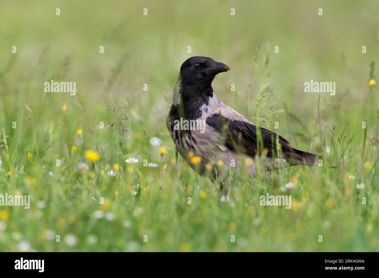 Bonte Kraai Hooded Crow Stock Photo Alamy