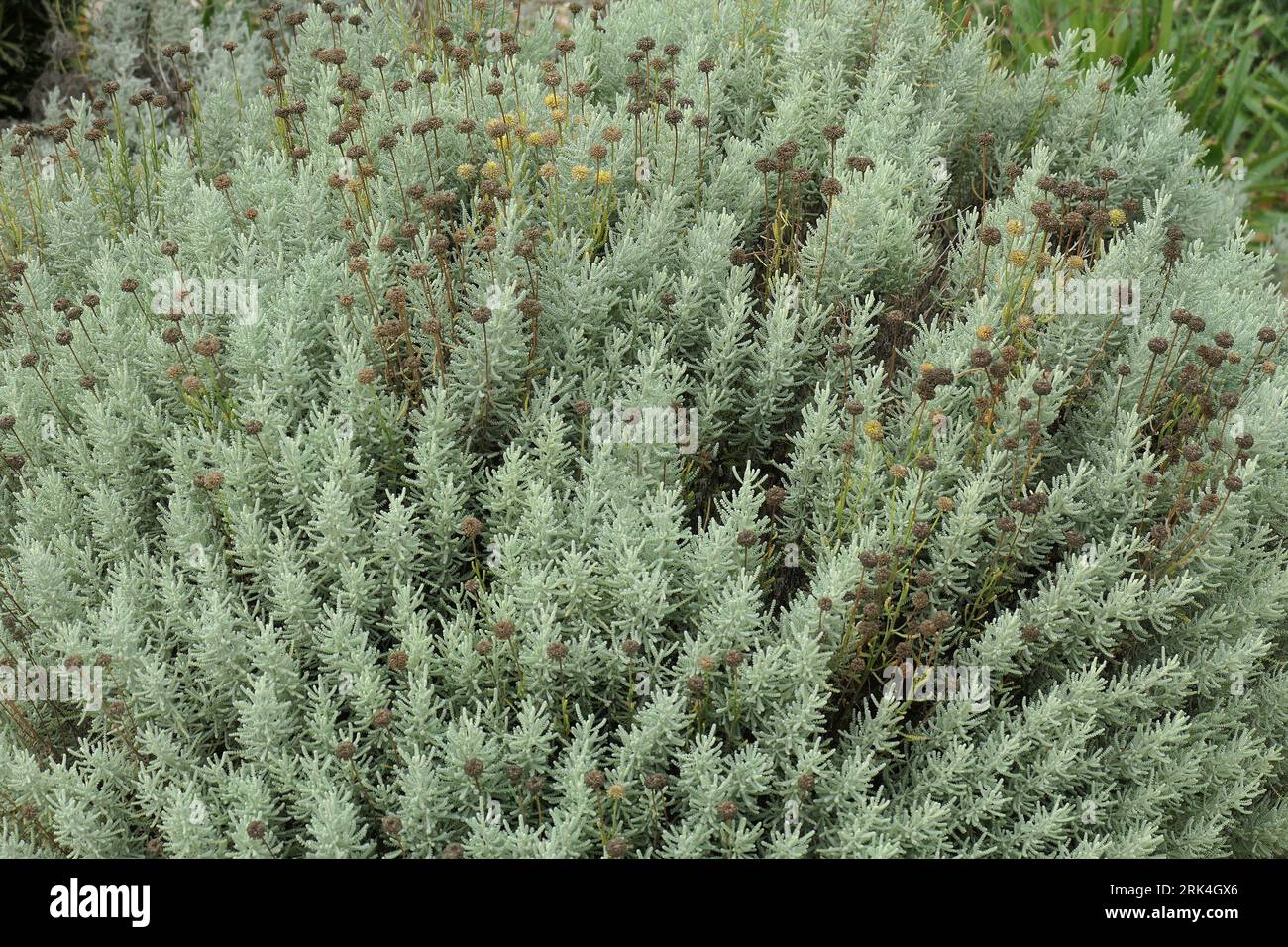 Closeup of some of the yellow flowers and silvery leaves of the compact growing perennial low growing garden shrub santolina chamaecyparissus. Stock Photo