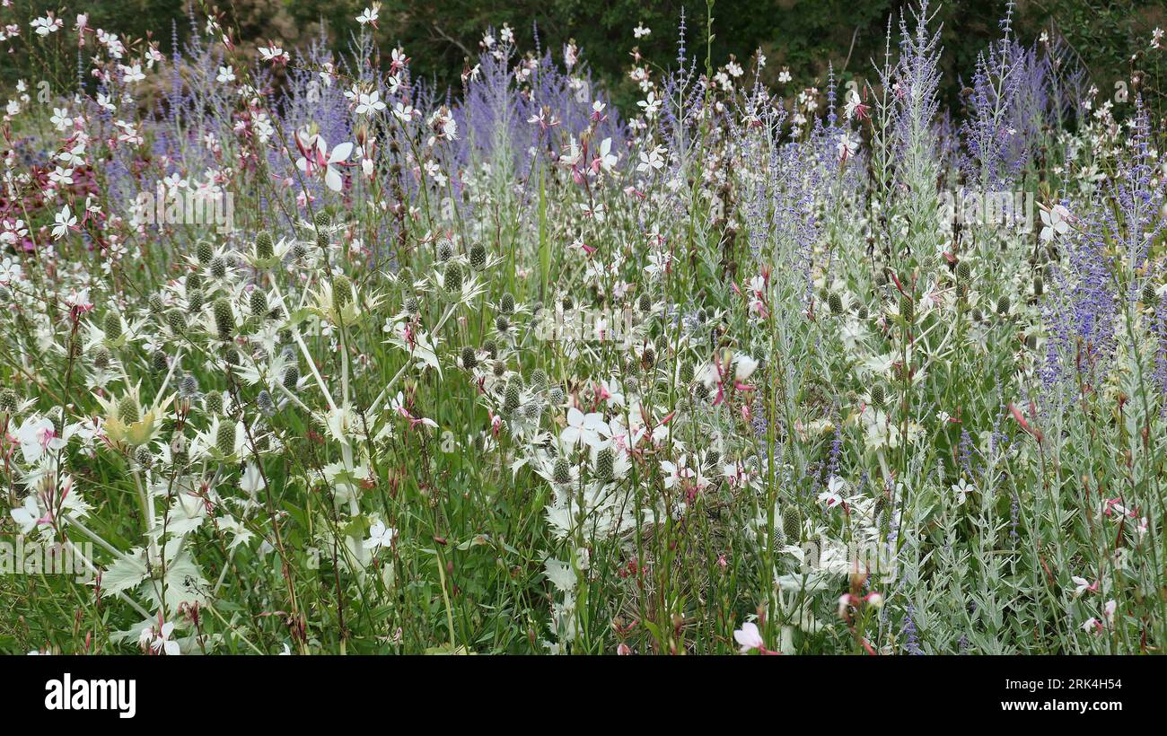 Closeup of a planting combination of summer flowering herbaceous perennial garden plants eryngium perovskia and gaura in the border. Stock Photo