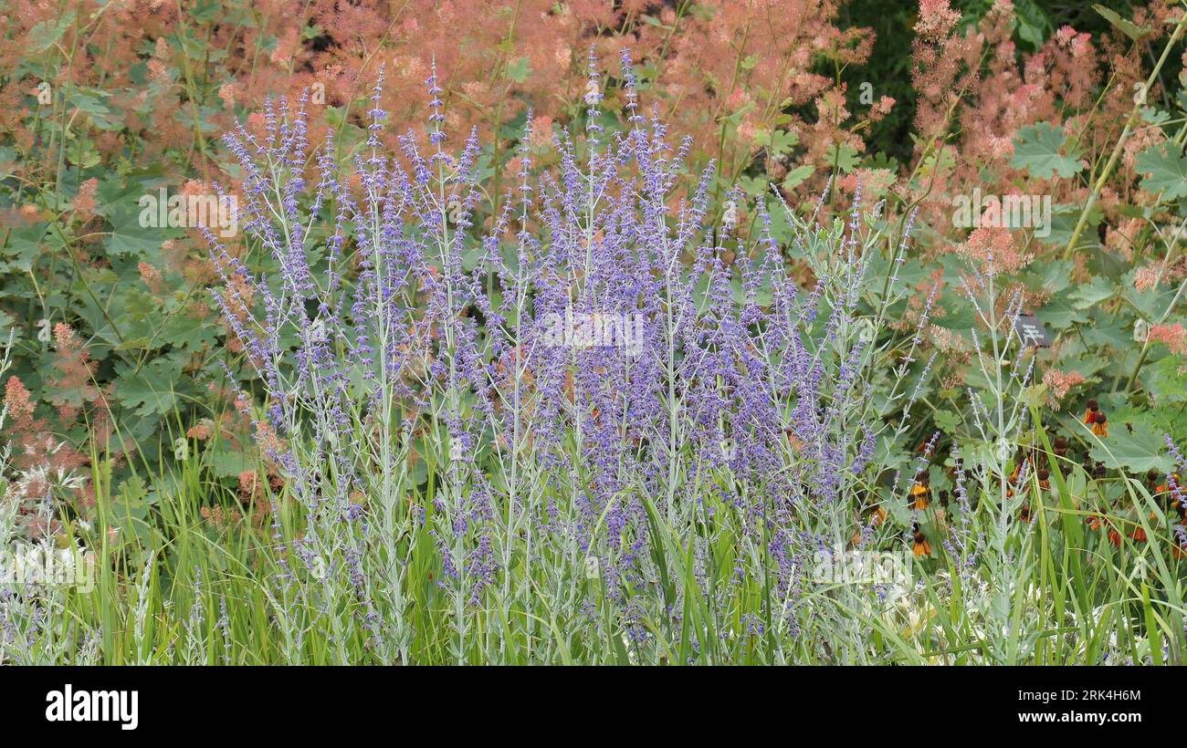 Closeup of the violet-blue flowers and aromatic grey-green leaves of the perennial garden sub-shrub perovskia atriplicifolia little spire Russian sage. Stock Photo