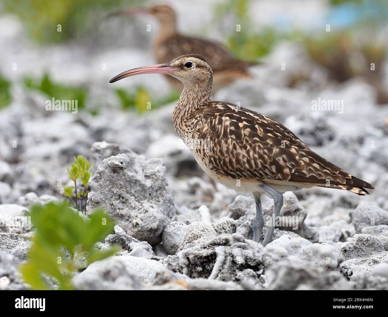 Wintering Bristle-thighed Curlew (Numenius tahitiensis) in French Polynesia. Stock Photo