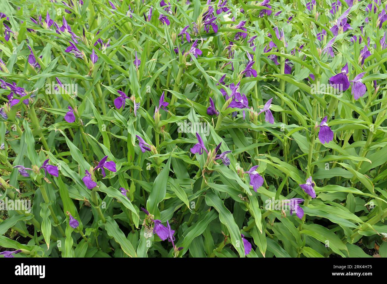 Closeup of the orchid-like bright purple flowers and lance-shaped leaves of the tuberous perennial semi-shade loving garden plant roscoea auriculata. Stock Photo