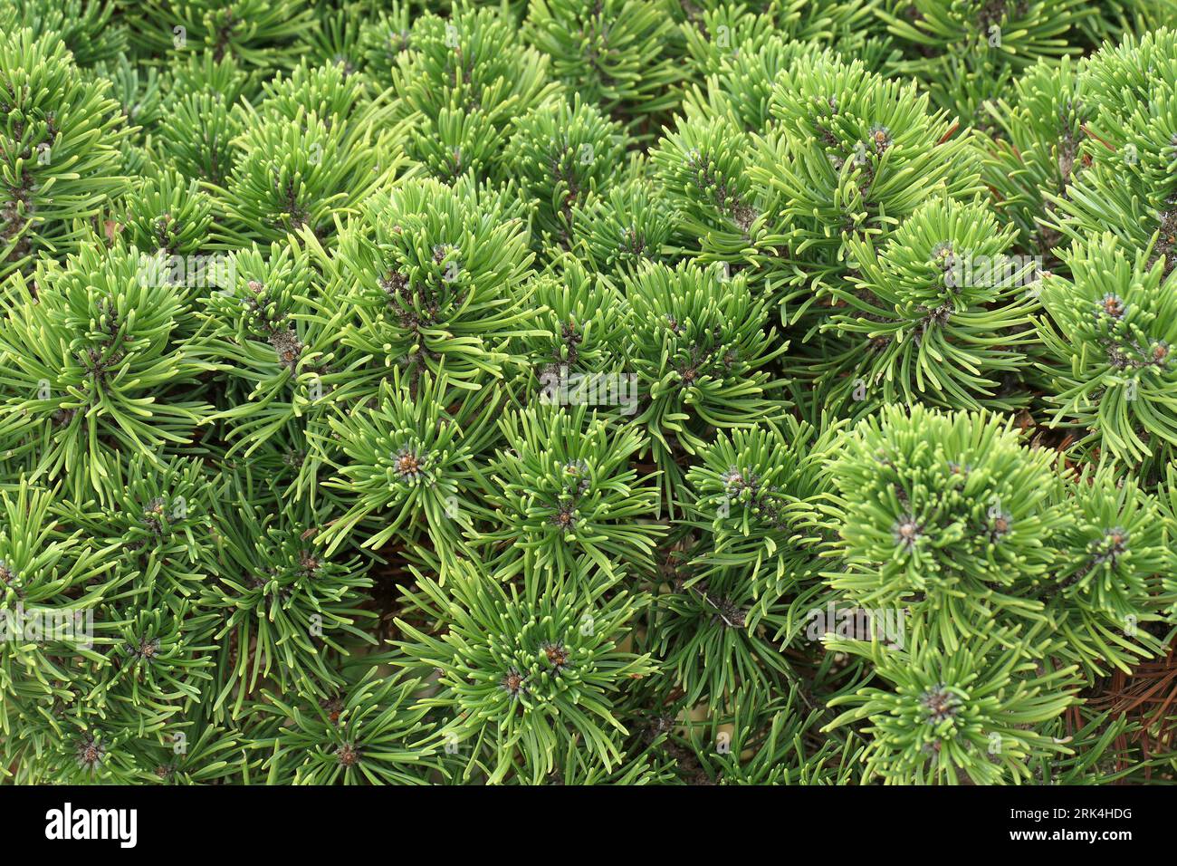 Closeup of the needle-like leaves of the evergreen dwarf pine tree Pinus mugo tuffet. Stock Photo