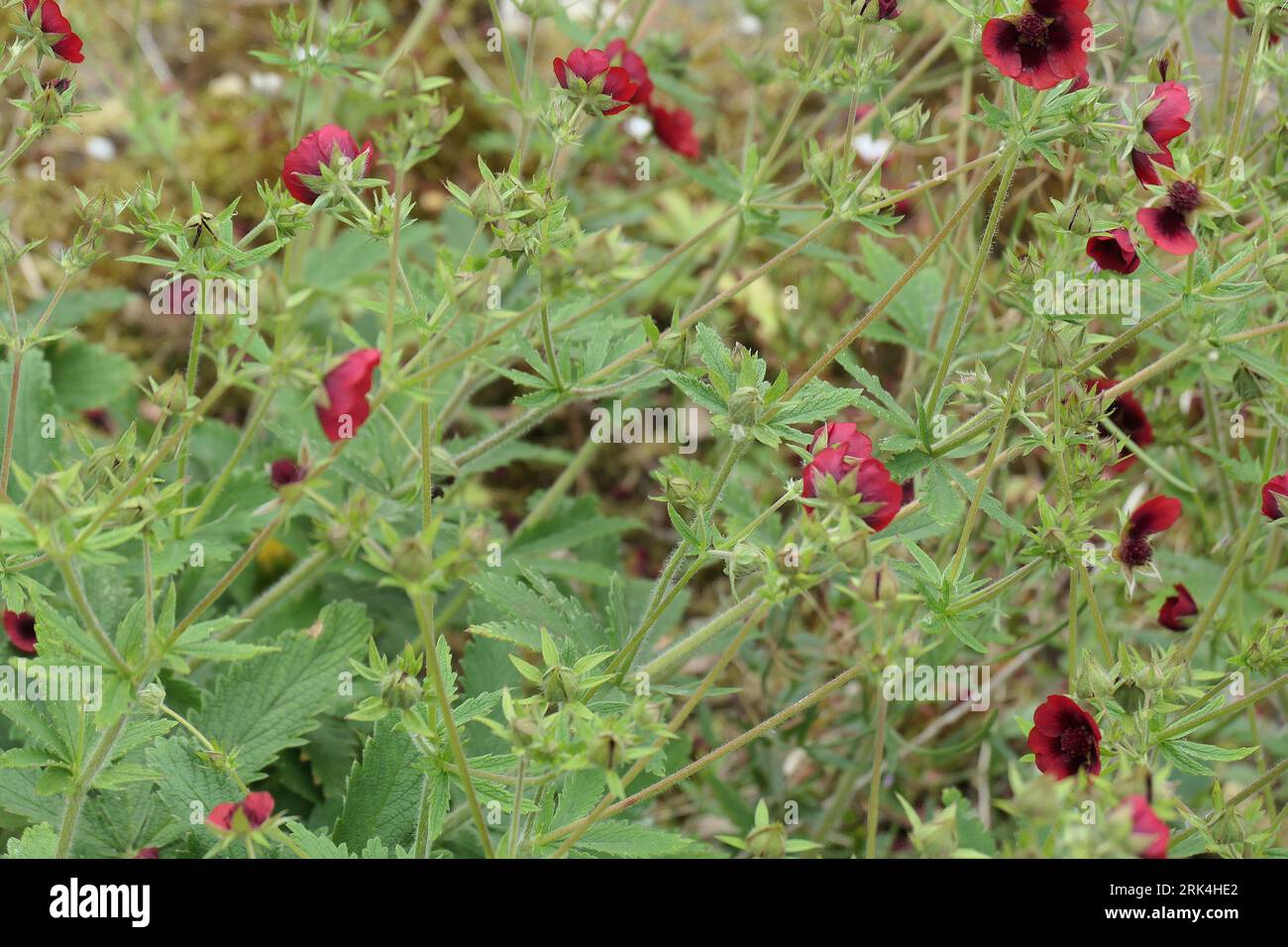 Closeup of the red flowers and evergreen leaves of the summer flowering herbaceous garden perennial potentilla thurberi monarch's velvet Scarlet. Stock Photo