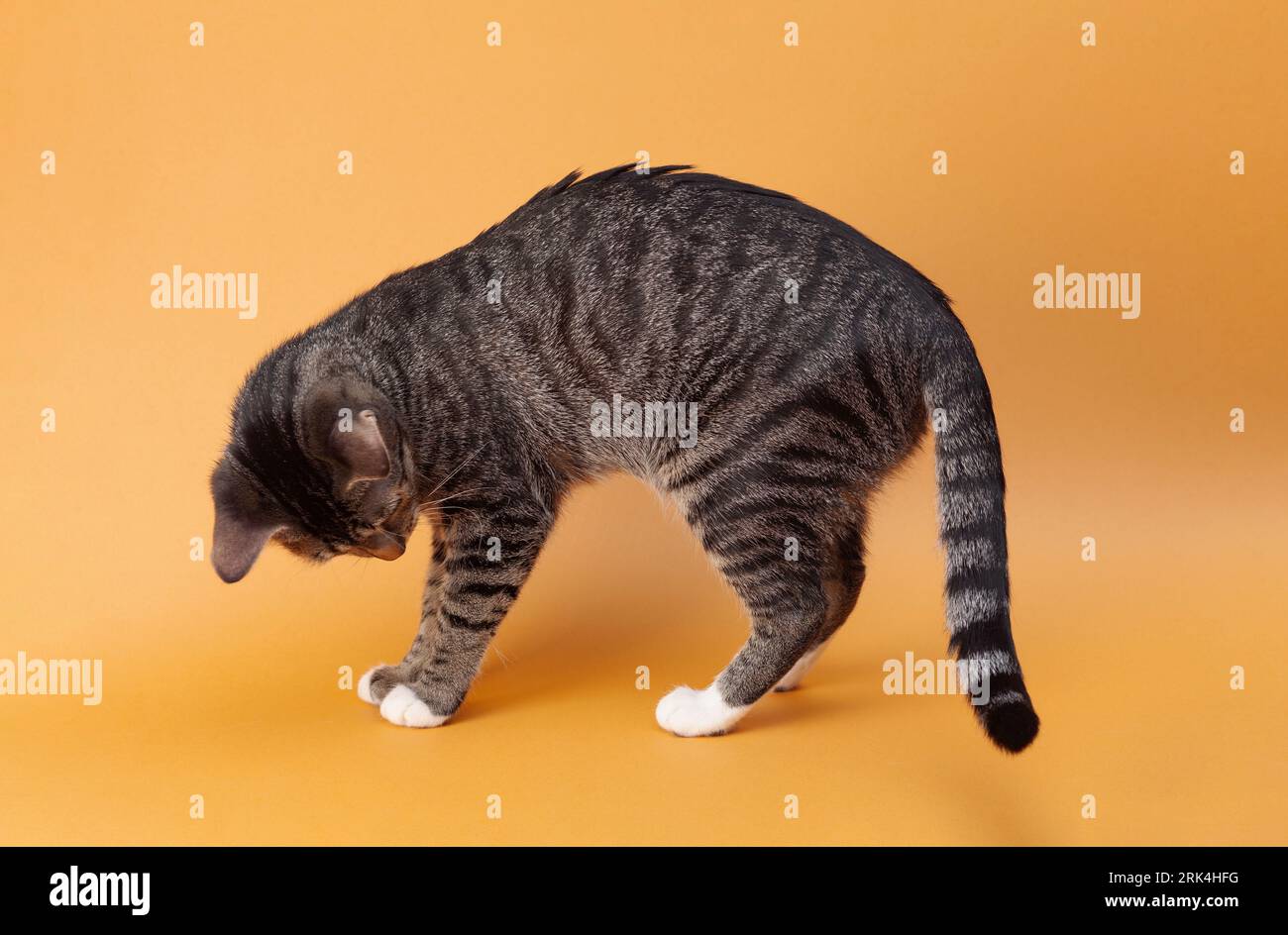 Inquisitive orange tabby cat hi-res stock photography and images - Alamy