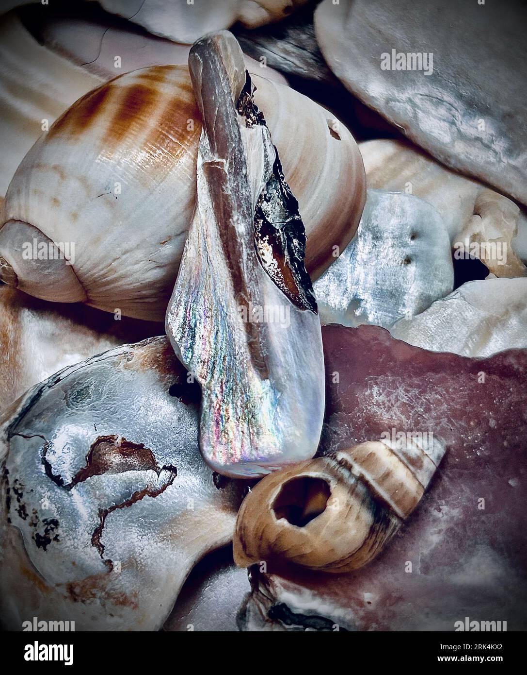 Shell piling hi-res stock photography and images - Alamy