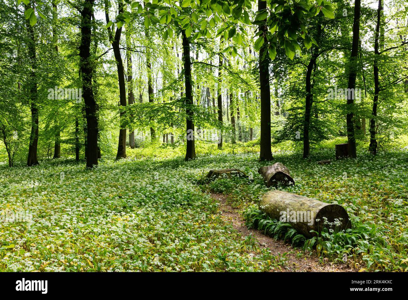 Lush forest filled white hi-res stock photography and images - Alamy